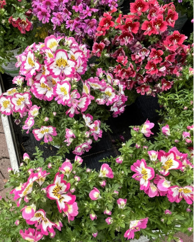 Spaltblume, Bauern-Orchidee, Schizanthus Wisetonensis-Hybr Pflanze