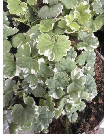 Gundermann, Nepeta, Glechoma hederacea Pflanze