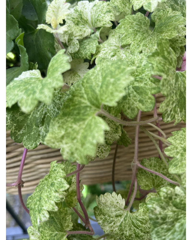 Gelber Gundermann Dappled Light, Nepeta, Glechoma hederacea Pflanze