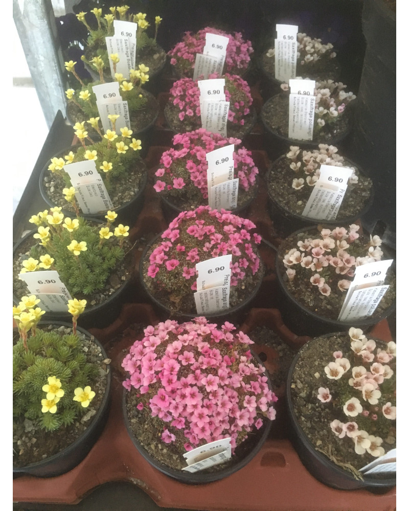 Vorfrühlings-Steinbrech, Kabschia-Saxifraga