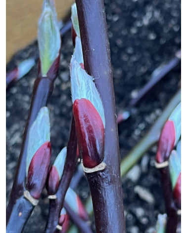 Salix moupinensis, Kastanien-Weide, Setchuan-Weide