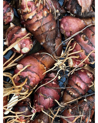 Indianerkartoffel, Helianthi