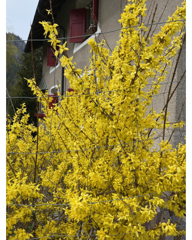 Forsythia intermedia Filisur