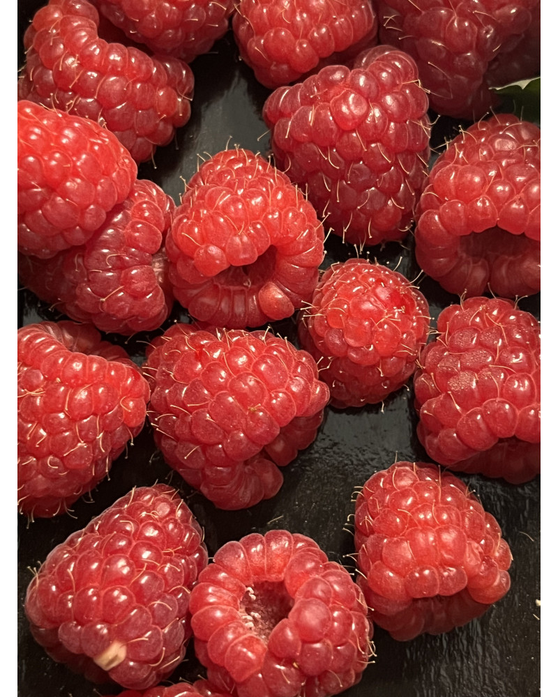 Himbeere Kanadische