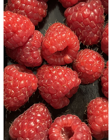 Himbeere Malling Promise