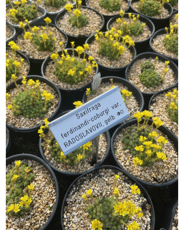 Bulgarischer Polstersteinbrech, Saxifraga ferdinandi-coburgi var radoslavovii Pflanze
