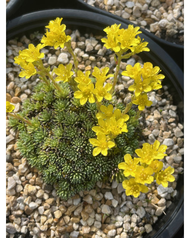 Bulgarischer Polstersteinbrech, Saxifraga ferdinandi-coburgi var radoslavovii Pflanze