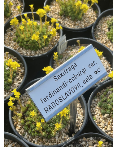 Bulgarischer Polstersteinbrech, Saxifraga ferdinandi-coburgi var radoslavovii Pflanze