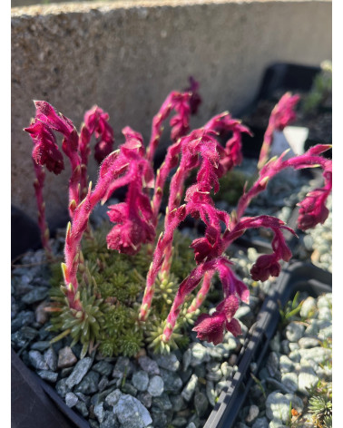 Roter Steinbrech, Saxifraga sempervivum Stenophylla Pflanze