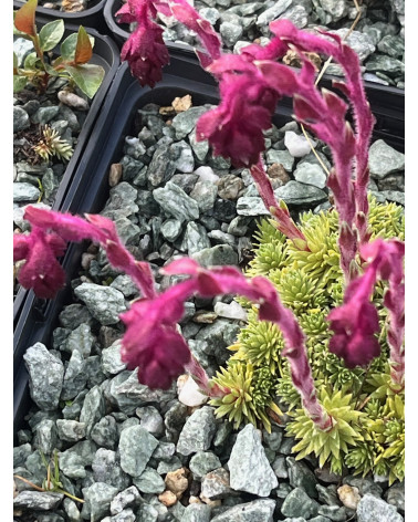 Roter Steinbrech, Saxifraga sempervivum Stenophylla Pflanze