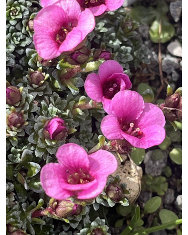 Saxifraga anglica Arthur, Kabschia-Steinbrech