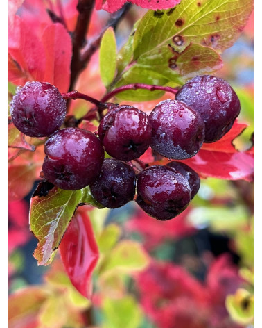 Mitschurinbeere Rubinovaja, Sorbopyrus Rubinovaja Pflanze