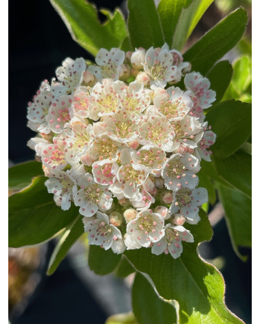 Mitschurinbeere Burka, Sorbaronia x fallax Burka Pflanze