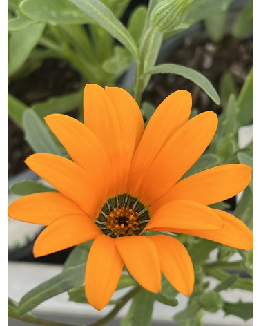 Echte Davoserli orange