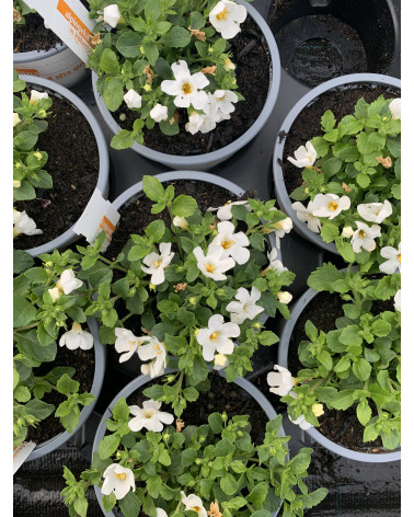 Schneeflockenblume weiss, Bacopa cordata weiss Pflanze