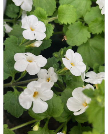 Schneeflockenblume weiss, Bacopa cordata weiss Pflanze