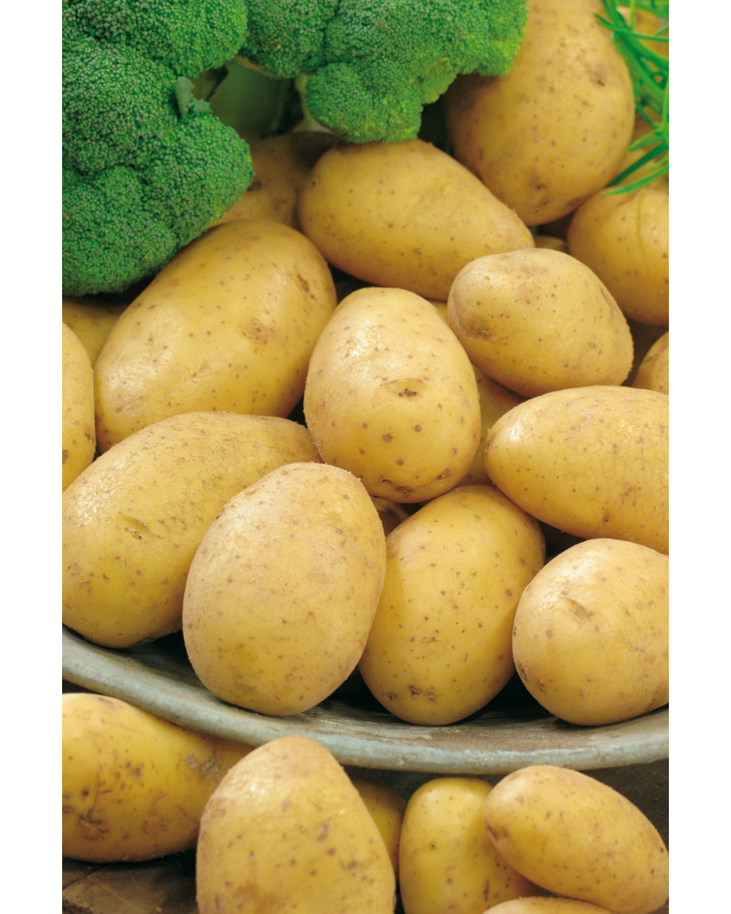 Триумф картофель характеристика отзывы. Картофель семенной Триумф. Картофель семенной СЕДЕК. Картофель фермер 0.02г (СЕДЕК). Картофель Триумф э 1кг СЕДЕК.