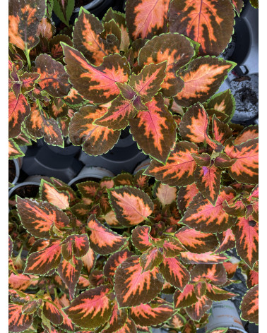 Buntnessel orange-grün, Coleus Blumei-Hybriden Pflanze