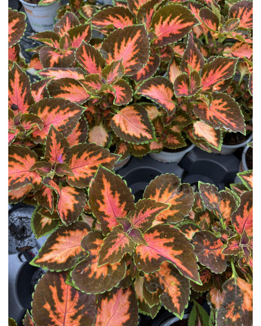 Buntnessel orange-grün, Coleus Blumei-Hybriden Pflanze