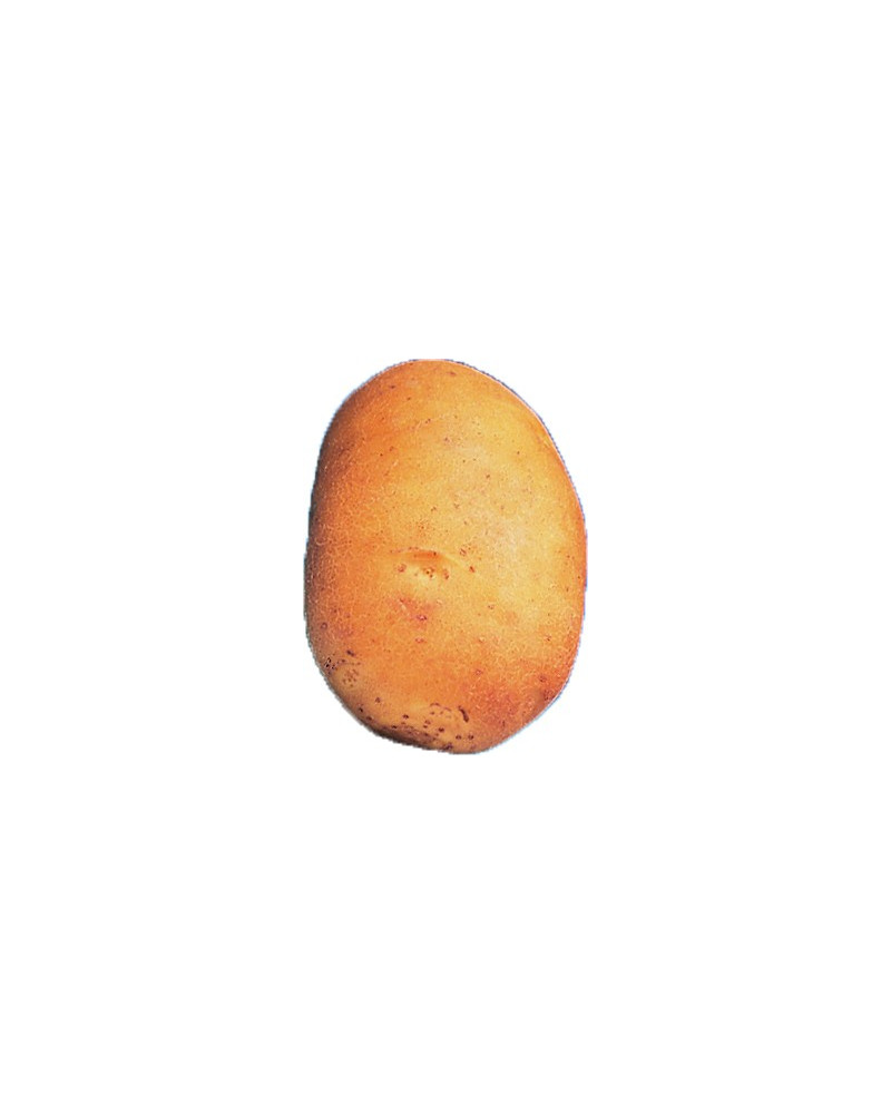Kartoffel Agata