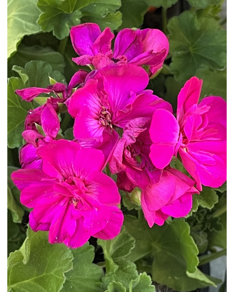 Calliope Violet