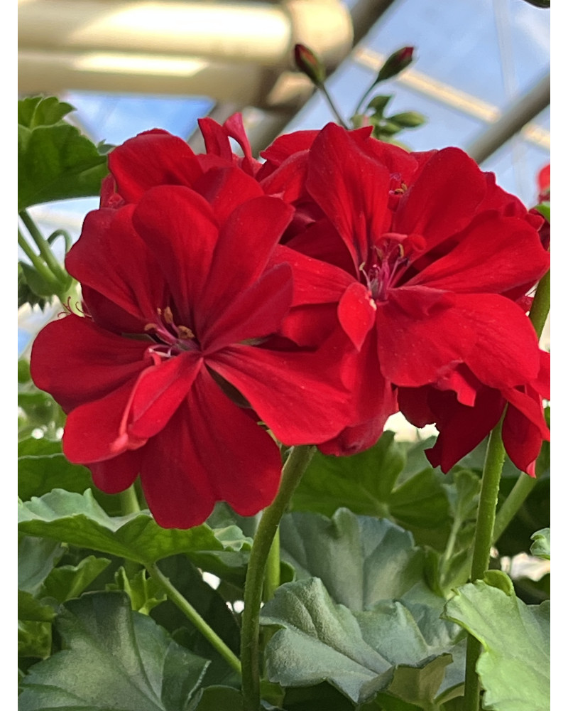 Geranien Calliope Dark Red aufrecht, Pelargonium zonale T 13 Pflanze