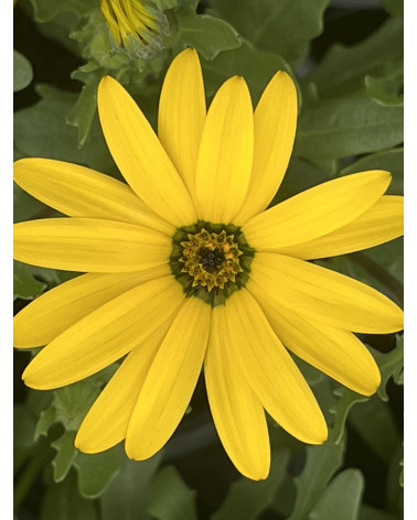 Echte Davoserli Flüela gelb (Dimorphoteca sinuata Auslese gelb), Pflanze