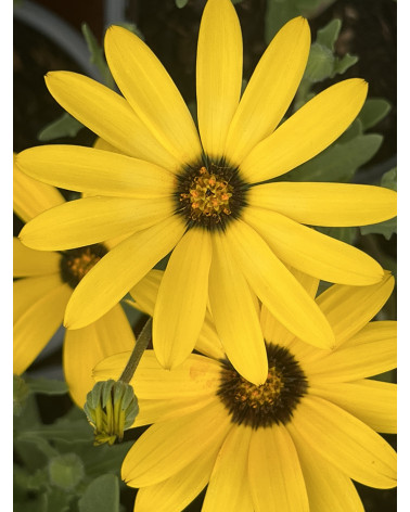 Echte Davoserli Flüela gelb (Dimorphoteca sinuata Auslese gelb), Pflanze