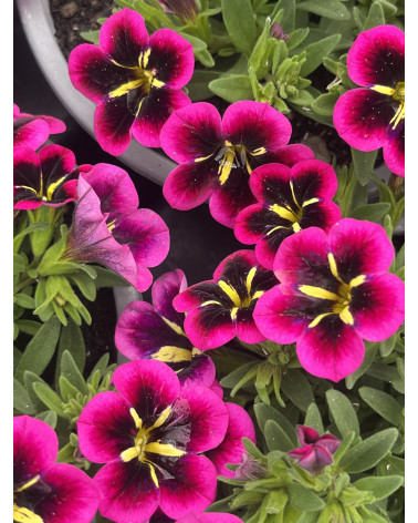 Kleinblumige Hängepetunie Good Night Kiss (Million Bells pink mit dunkler Mitte), Callibrachoa- Hybriden kleinblumig Pflanze
