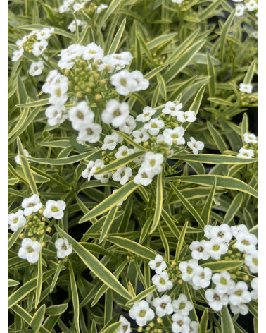 Lobularia Honigduft (Alyssum) Pflanze