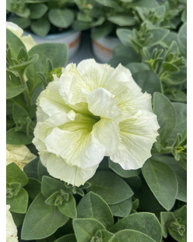Rosenblütige Hängepetunie weiss gefüllt, Surfinia-Petunia Hybriden grossblumig Pflanze