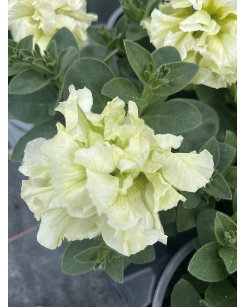 Rosenblütige Hängepetunie weiss gefüllt, Surfinia-Petunia Hybriden grossblumig Pflanze