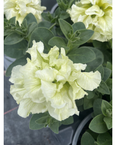 Rosenblütige Hängepetunie weiss gefüllt, Surfinia-Petunia Hybriden grossblumig Pflanze