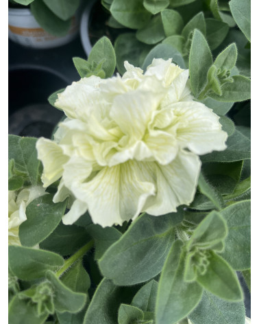 Rosenblütige Hängepetunie weiss gefüllt, Surfinia-Petunia Hybriden grossblumig Pflanze