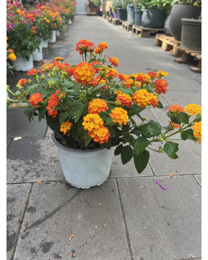 Wandelröschen, Lantana camara orangegelb Pflanze