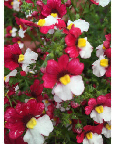 Elfenspiegel (Nemesie) Helvetia rot-weiss hängend, Nemesia-Sunsatia Hybriden Pflanze