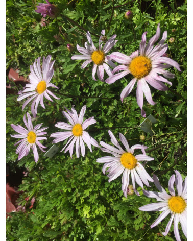 Kamtschatka-Margerite, Chrysanthemum weyrichii 'Ansaina' Pflanze