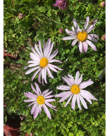 Kamtschatka-Margerite, Chrysanthemum weyrichii Ansaina Pflanze