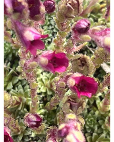 Grace Farwell Kabschia-Steinbrech, Saxifraga anglica Grace Farwell Pflanze