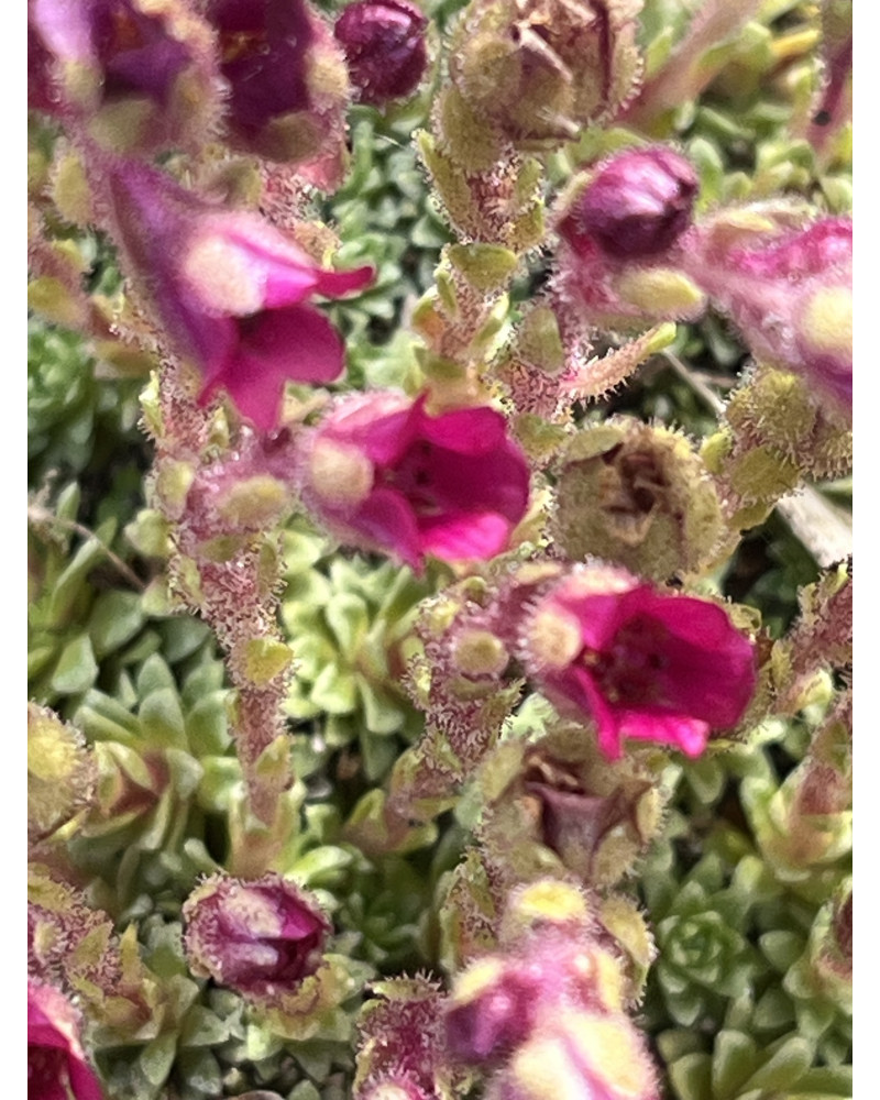 Grace Farwell Kabschia-Steinbrech, Saxifraga anglica Grace Farwell Pflanze