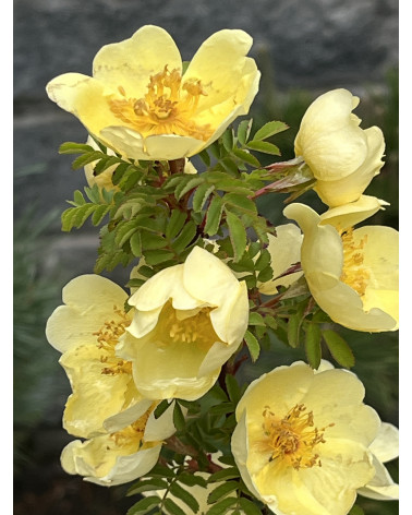 Rosa hugonis, Chinesische Goldrose Pflanze