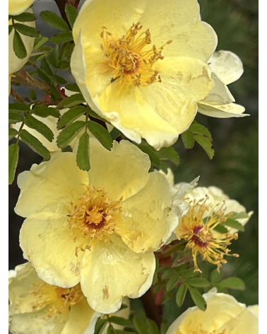 Rosa hugonis, Chinesische Goldrose Pflanze