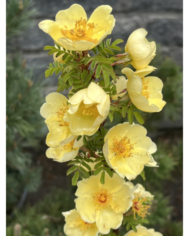 Rosa hugonis, Chinesische Goldrose Pflanze