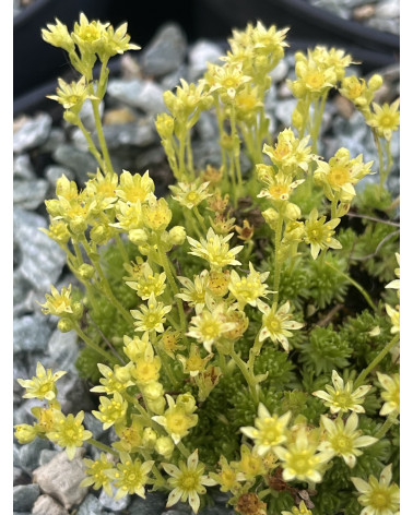 Moschus-Steinbrech, Saxifraga moschata (S. moschata ssp. exarata) Pflanze