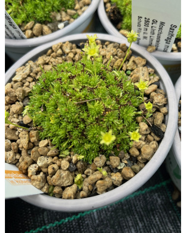 Moschus-Steinbrech, Saxifraga moschata (S. moschata ssp. exarata) Pflanze