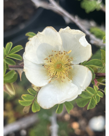 Stacheldrahtrose, Rosa omeiensis Pteracantha Pflanze
