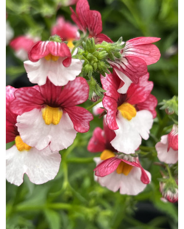 Elfenspiegel (Nemesie) Helvetia rot-weiss hängend, Nemesia-Sunsatia Hybriden Pflanze