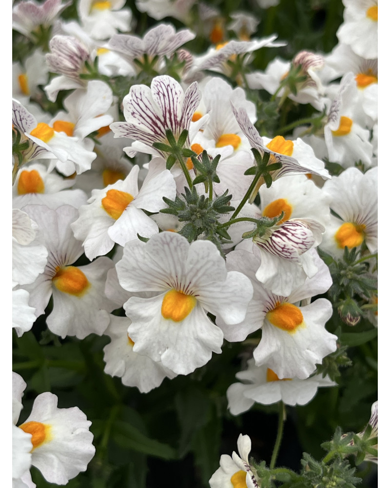 Nemesia Sunsatia-Hybriden hängend, Hängender Elfenspiegel Anona weiss mit hellgelber Mitte Pflanze