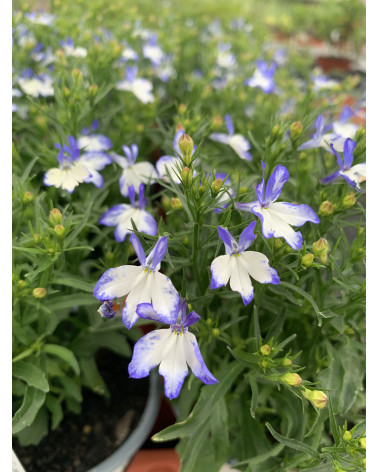 Lobelia