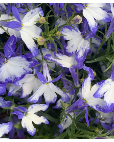 Lobelia 